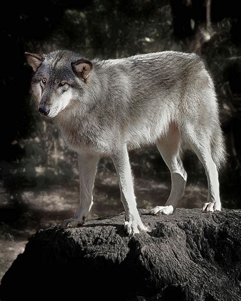 silver wolf